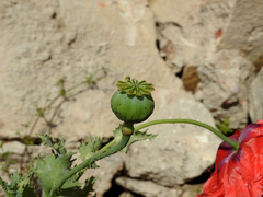 Papaver somniferum somniferum