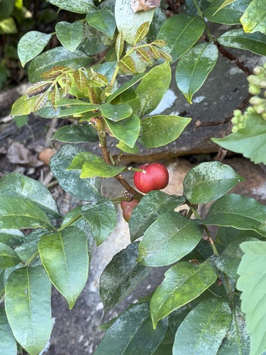 Synoum glandulosum, photograph 2