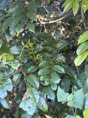 Synoum glandulosum, photograph (c) Toby Jin, some rights reserved (CC BY)