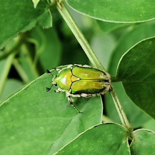 Chiloloba acuta