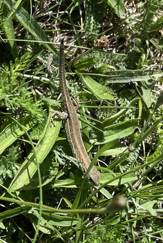 Sand Lizard