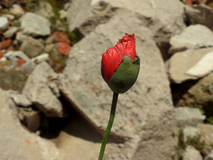 Papaver somniferum somniferum
