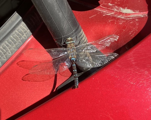 Sedge Darner