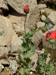 Papaver somniferum somniferum