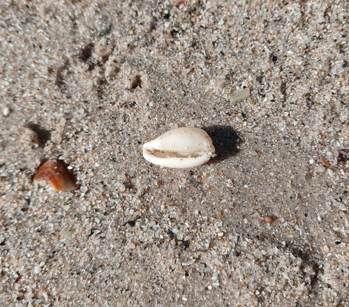 Notocypraea piperita observed 2026-09-06