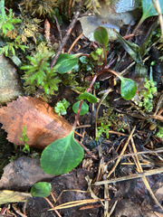 Pyrola chlorantha, photograph author not stated, no rights reserved