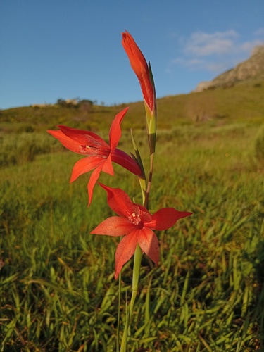 Gladiolus watsonius