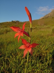 Gladiolus watsonius, photograph (c) Jeremy Gilmore, some rights reserved (CC BY)