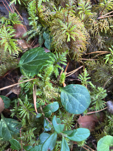 Pyrola chlorantha, photograph 3