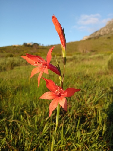 Gladiolus watsonius, photograph 2