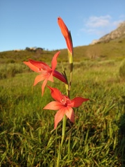 Gladiolus watsonius, photograph (c) Jeremy Gilmore, some rights reserved (CC BY)