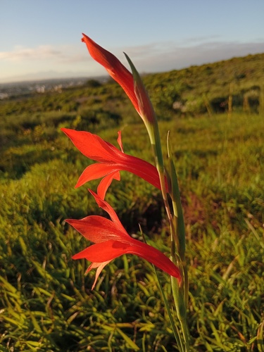 Gladiolus watsonius, photograph 3