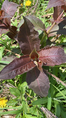 Triosteum perfoliatum