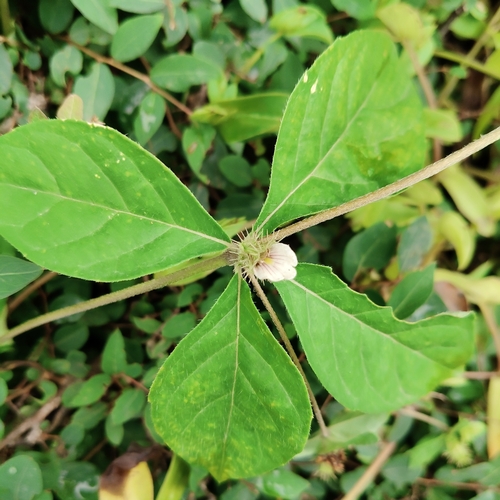 Blepharis maderaspatensis, 2026-09-06