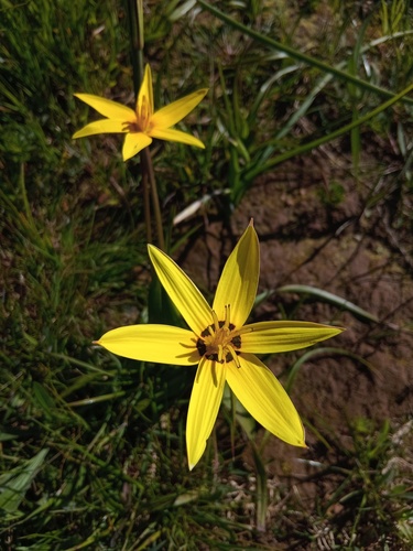 Pauridia capensis, photograph 3