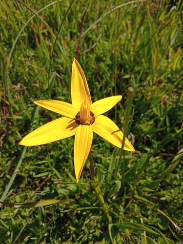 Pauridia capensis, photograph 4