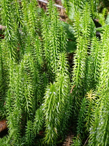 interrupted clubmoss