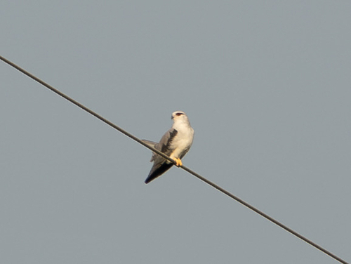 Asian Black-winged Kite