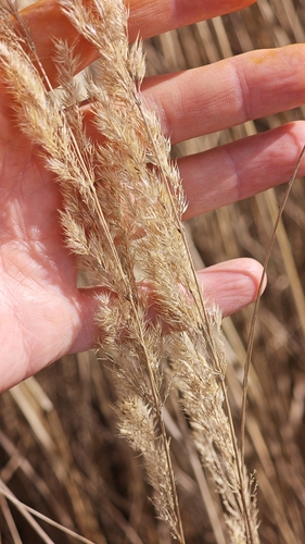 Bushgrass