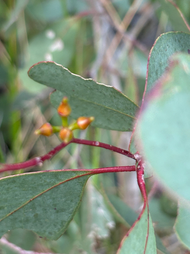 Eucalyptus camphora observed 2026-09-06