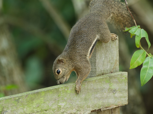 Plantain Squirrel