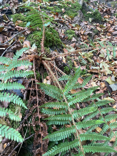 soft shield fern