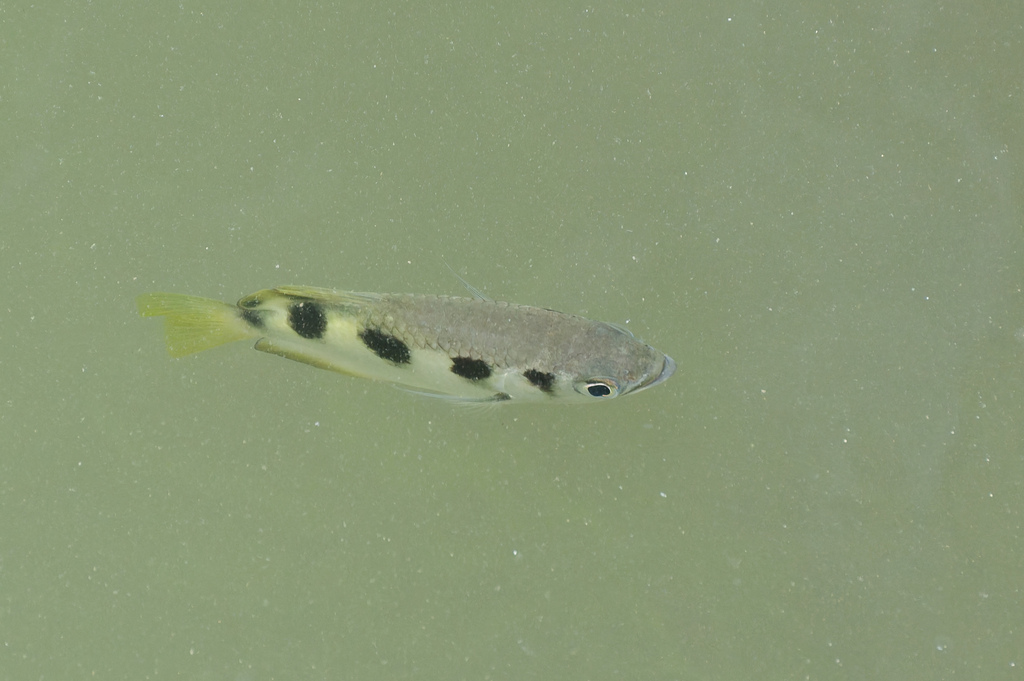 Archerfish (Toxotes jaculatrix)