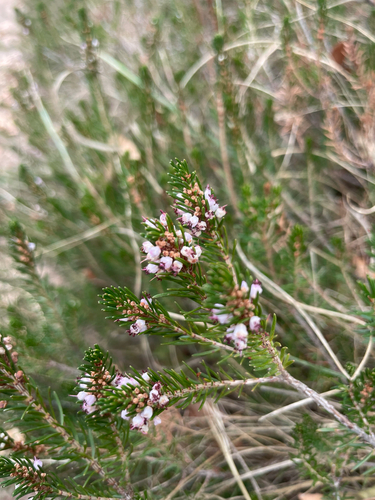 Cornish Heath