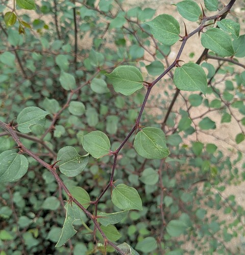 Jerusalem Thorn