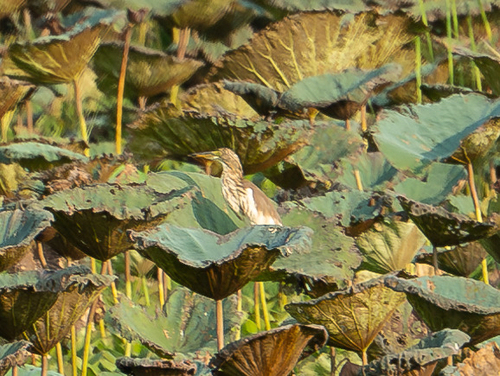 Chinese Pond-Heron