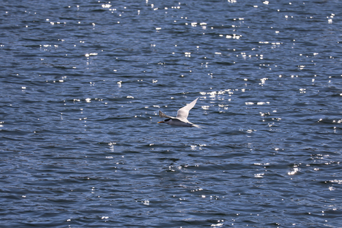 iNaturalist image