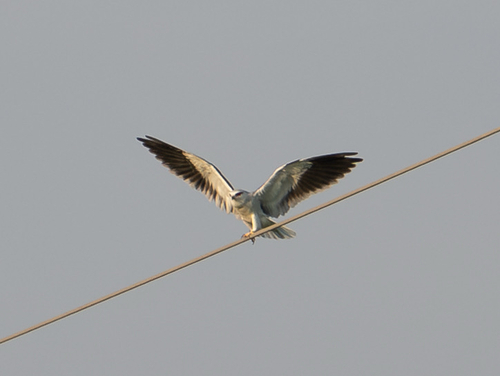 Asian Black-winged Kite