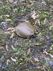 Apalone mutica mutica