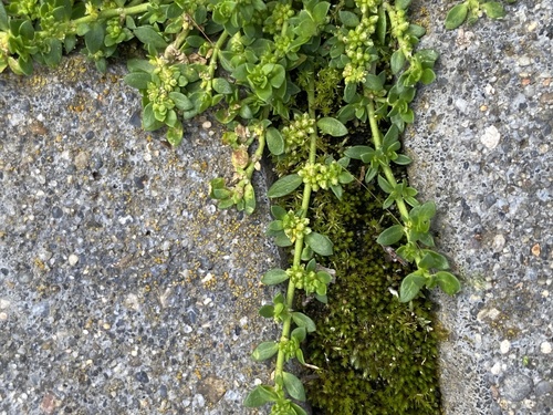 Smooth Rupturewort