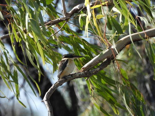 Sacred Kingfisher