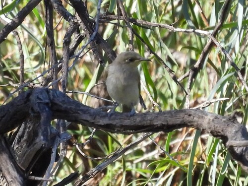 Brown Honeyeater