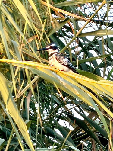 iNaturalist image