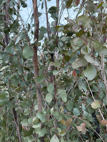Eucalyptus camphora observed 2026-09-06