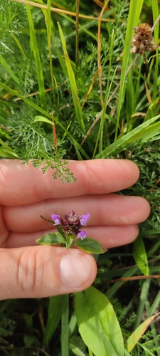 common selfheal