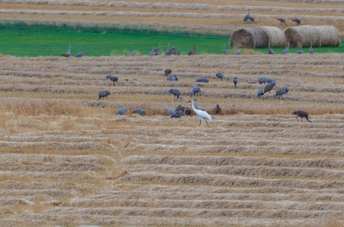 Whooping Crane