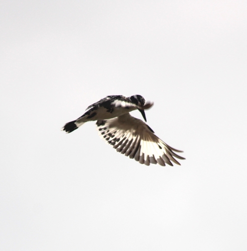 iNaturalist image
