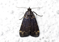 Echanella temperata