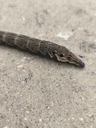 Elephant Hawkmoth