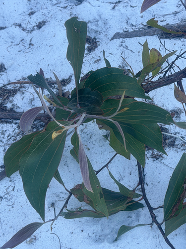 Acacia flavescens, 2026-09-06