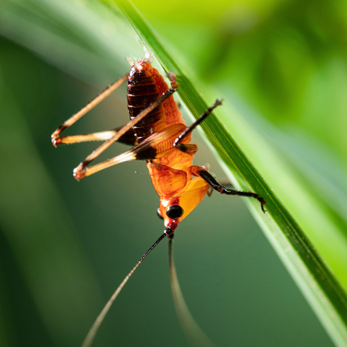 Black-kneed Meadow Katydid