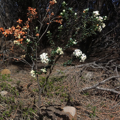 Pimelea nivea, photograph author not stated, no rights reserved