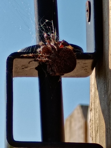 Spotted Orbweaver