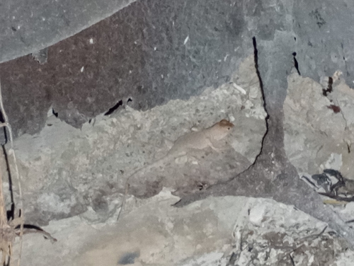 Canyon Lizard