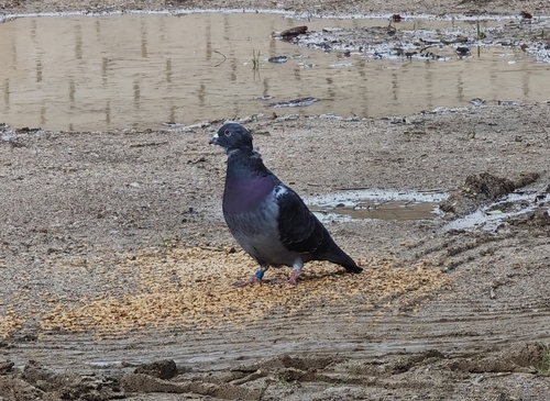 Feral Pigeon