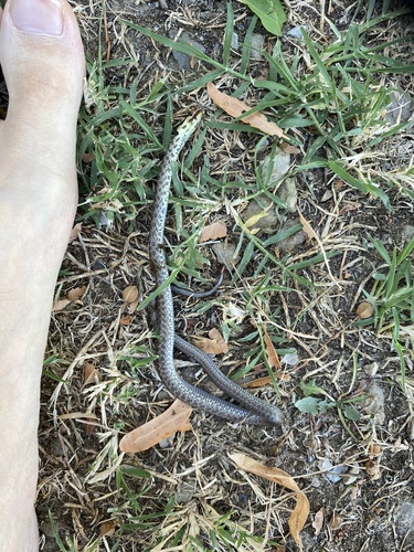 Aesculapian Snake